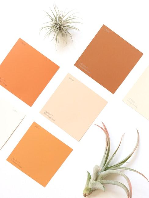 aménagement d'intérieur, choix des couleurs et des plantes intérieures