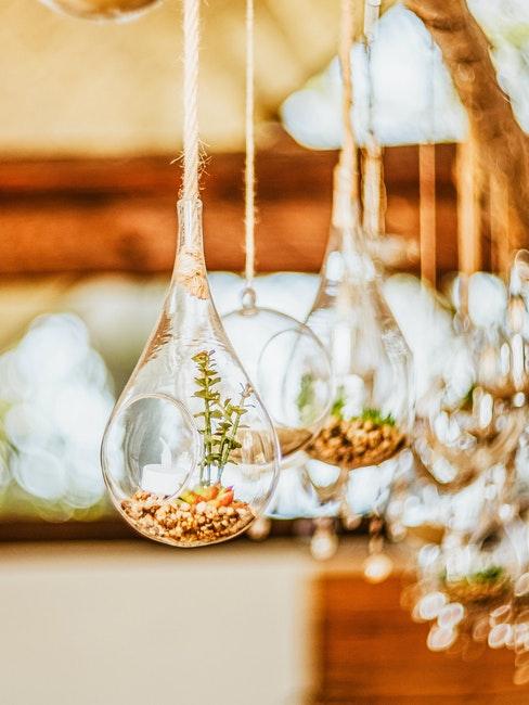 plantes épiphytes en bocal suspendu