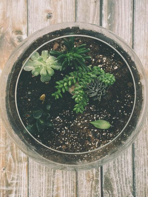 plantes épiphytes en bocal