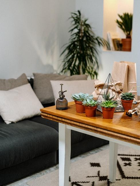 5 epiphytes sur table de salon