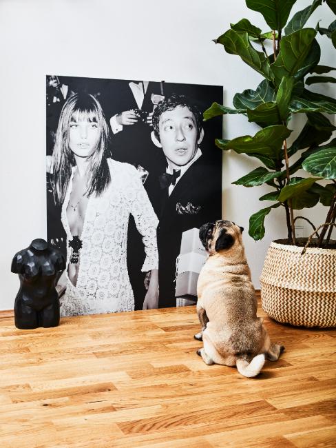 chien seul devant gainsbourg