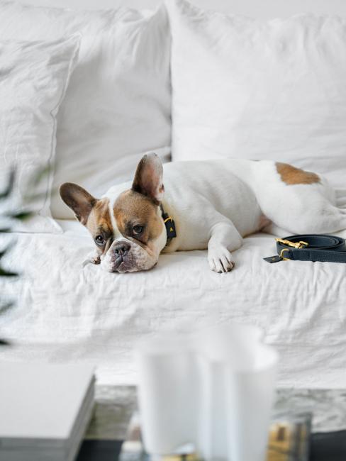 chien somnolant