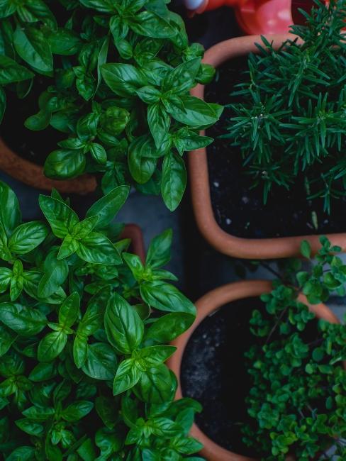 potager de balcon