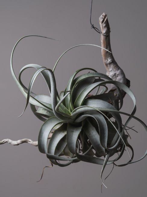 epiphytes suspendues