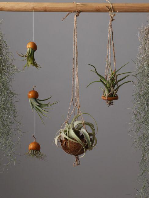 epiphytes suspendues