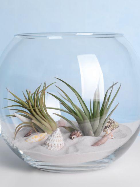 Epiphytes dans un bocal avec du sable et des coquillages