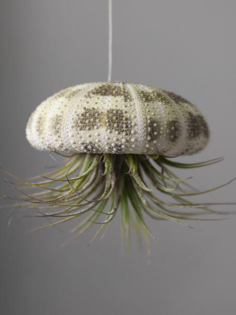Plante épiphyte dans une coquille d'oursin suspendue