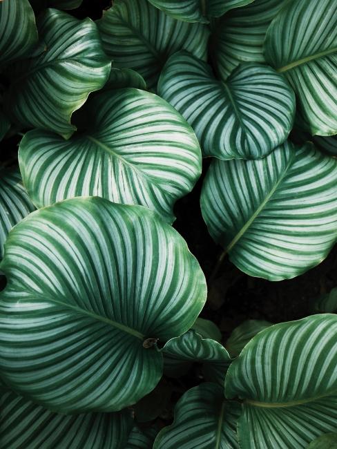 monstera