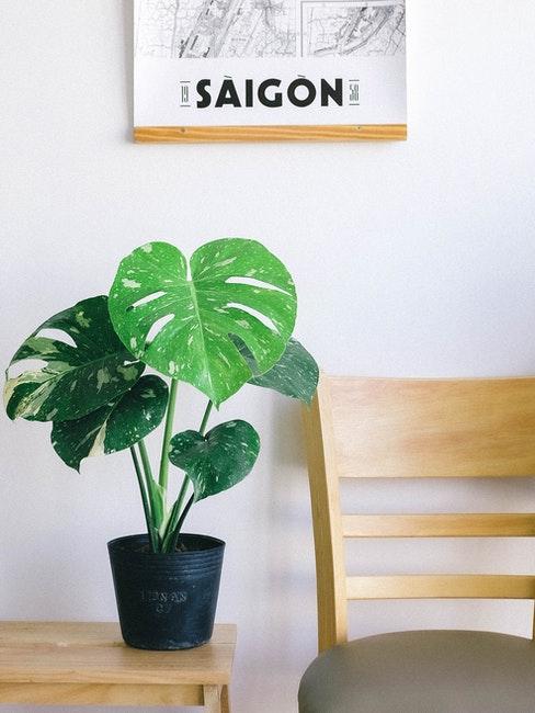 intérieur de style minimaliste avec chaise en bois clair et monstera ne pot