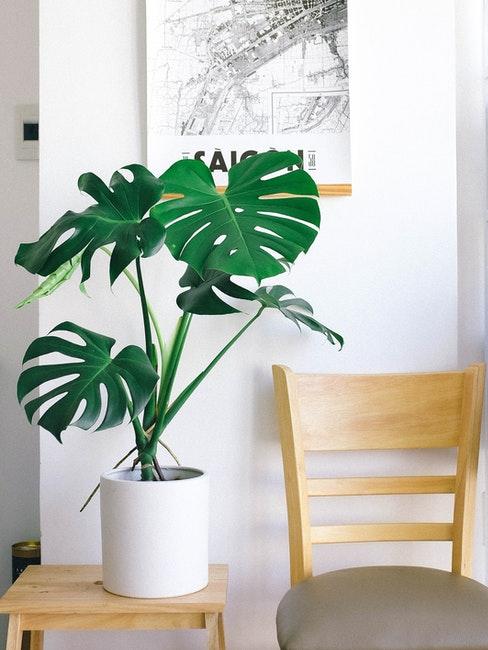 idée déco avec monstera deliciosa en pot