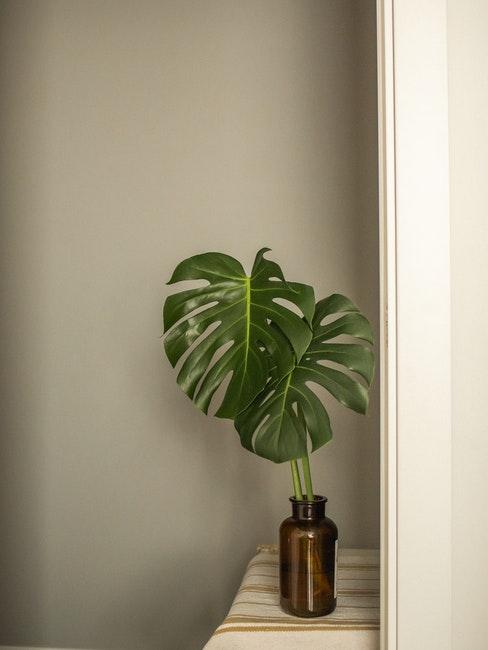 monstera en vase en verre ambré