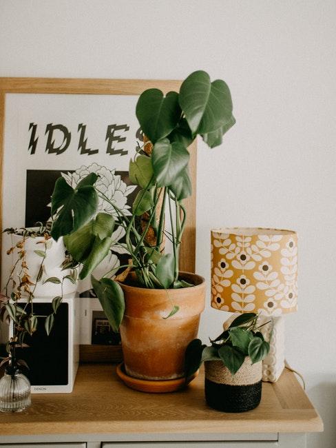 plante verte posée sur une commode en bois