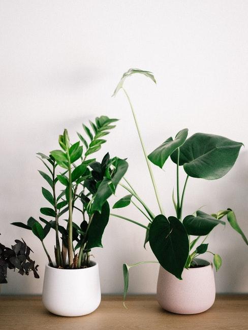 monstera en pot