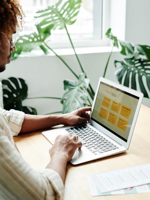 grande monstera au bureau