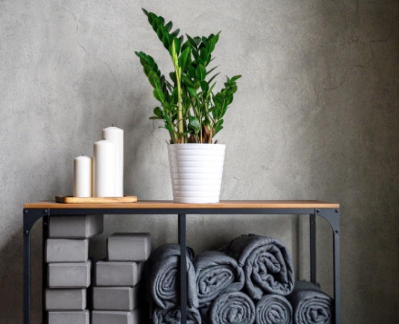 plante d'ombre - Zamioculcas