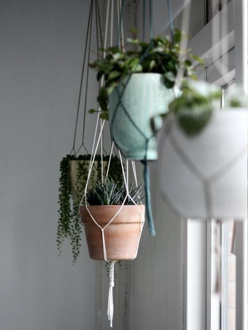 plantes suspendues déco tendance dans divers pots