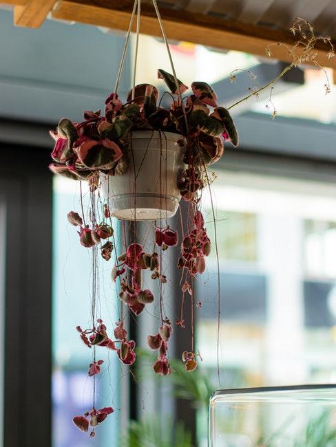 déco tendance plante d’intérieur plante suspendue rouge