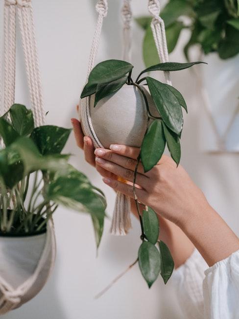 plantes suspendues dans des macramés déco tendance plante d’intérieur