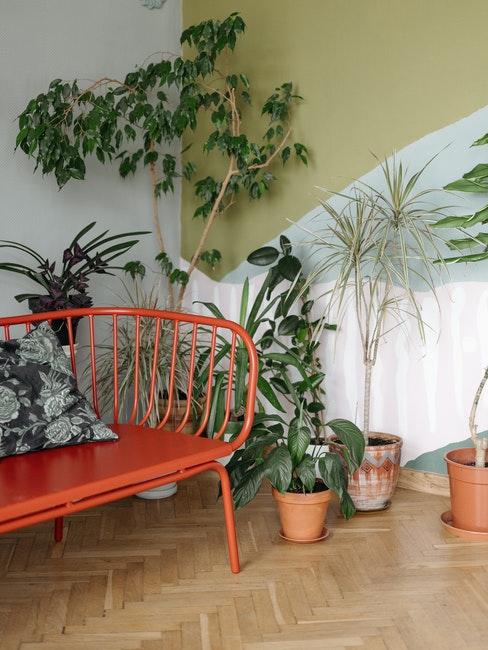 déco tendance plante d’intérieur de différentes tailles et espèces
