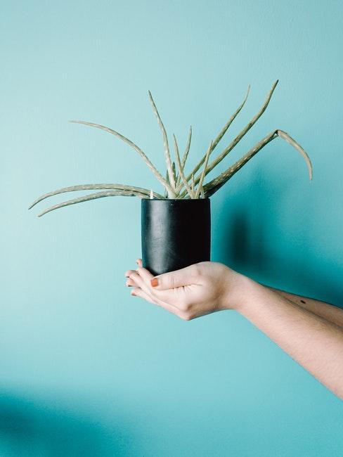 mini aloe vera déco tendance plante d’intérieur