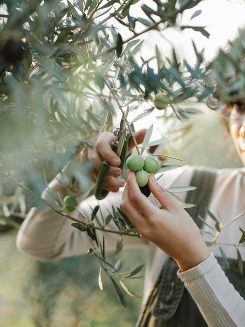 olivier en extérieur