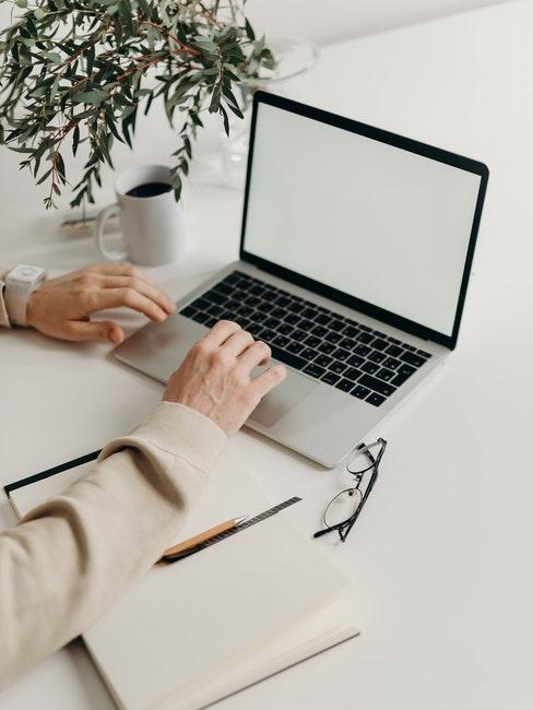 petit olivier d'intérieur comme plante de bureau ordinateur