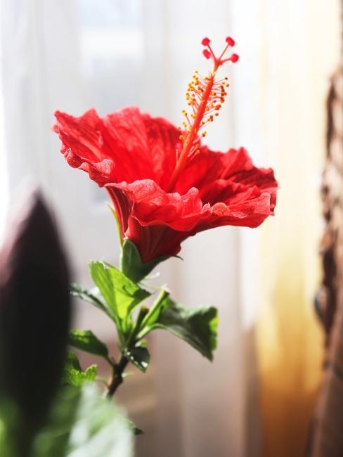 hibiscus d’intérieur hibiscus d'intérieur rouge