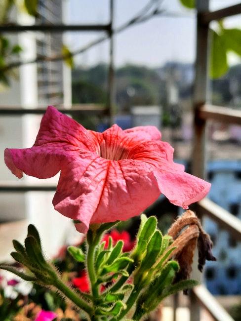 hibiscus d'intérieur sur balcon