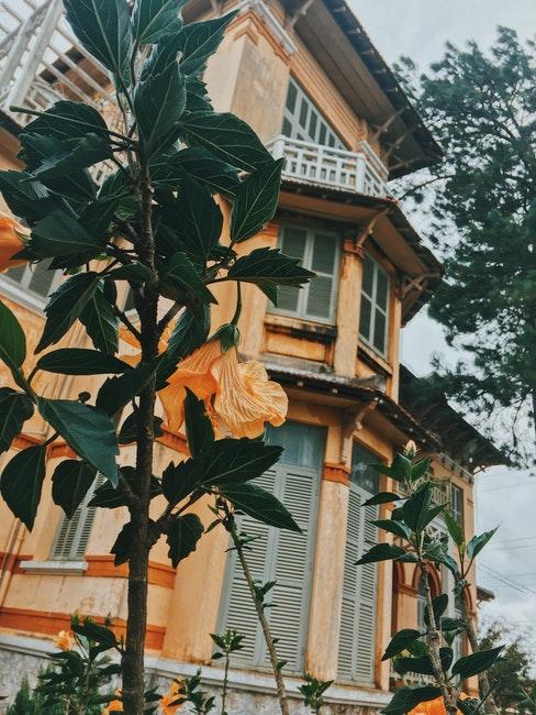 hibiscus orange