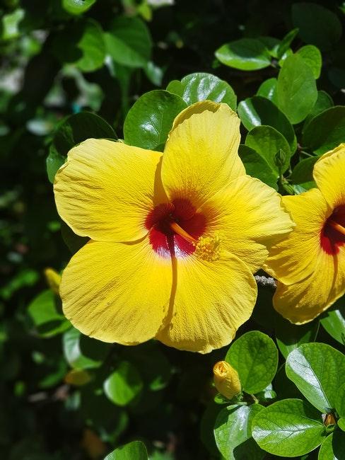 hibiscus jaune