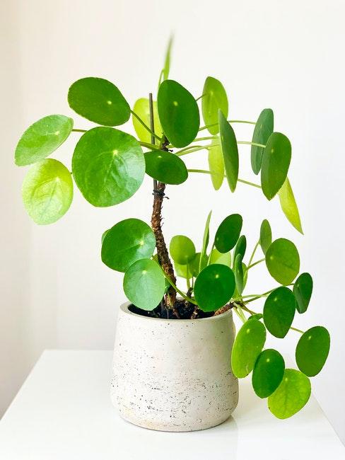 pilea dans un pot blanc arrondi