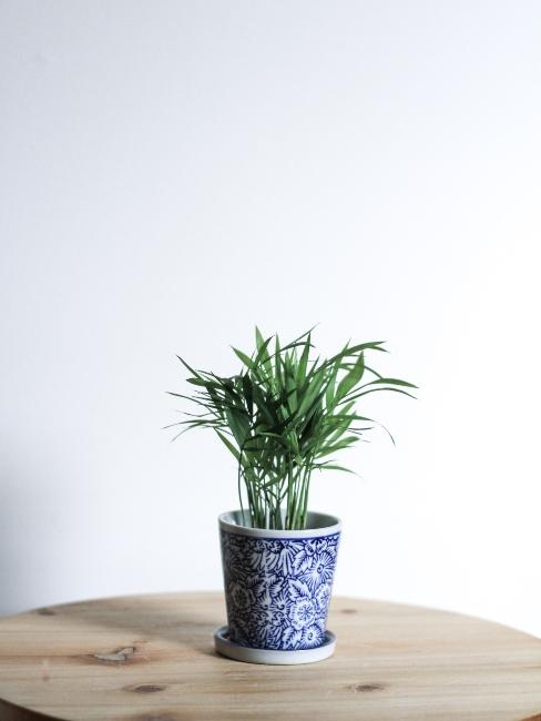 bambou dans un pot en céramique style japonais
