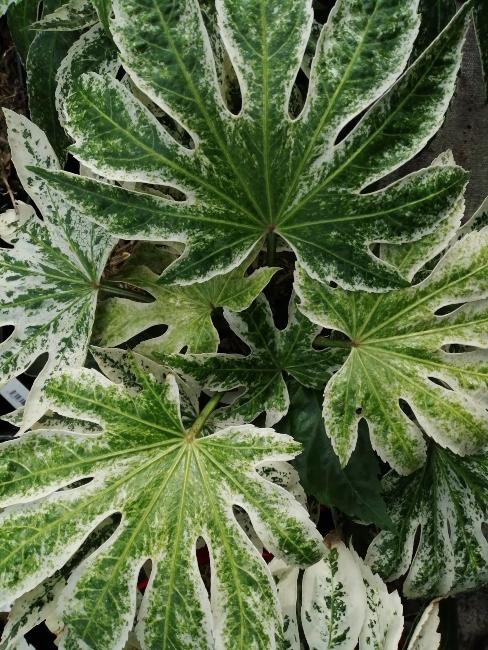 fatsia japonica