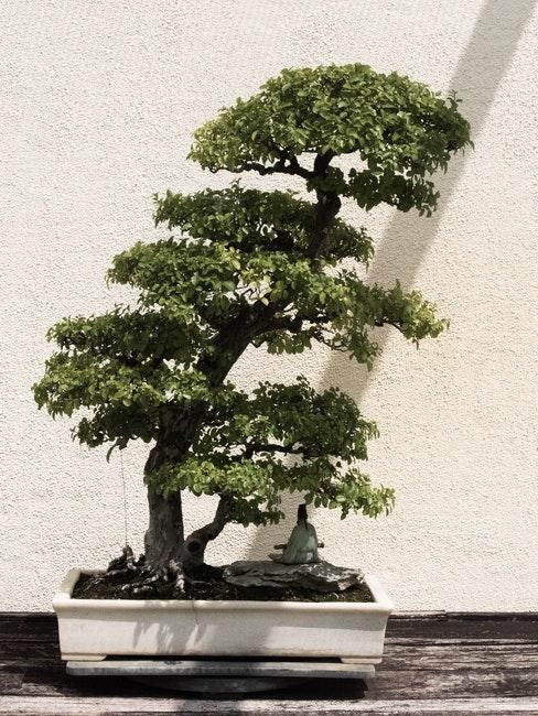 bonsai