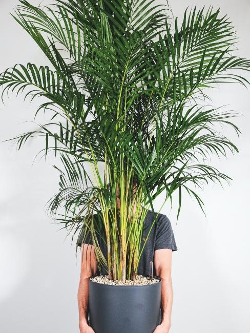 grande plante intérieur palme