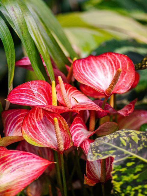 anthurium