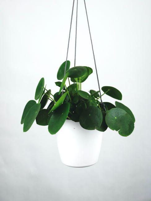 Pilea