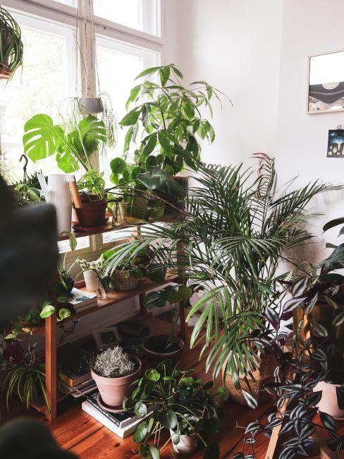 plante d'intérieur exotique, chambre tropicale, mur végétal, accumulation de plantes tropicales d'intérieur