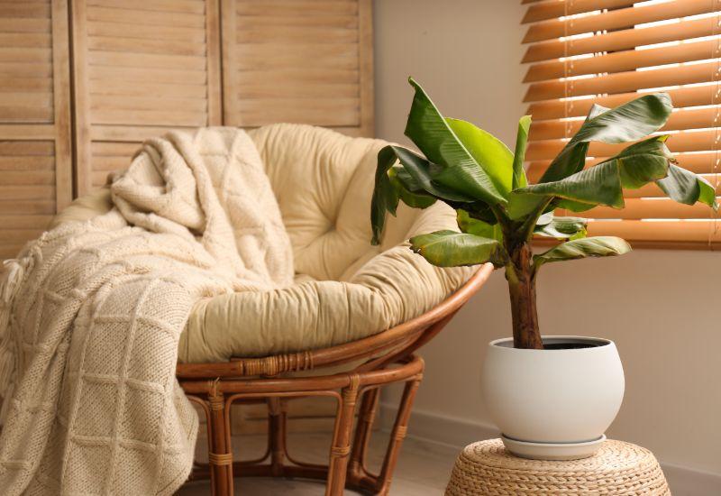 Bananier dans un pot blanc rond Fauteuil Store