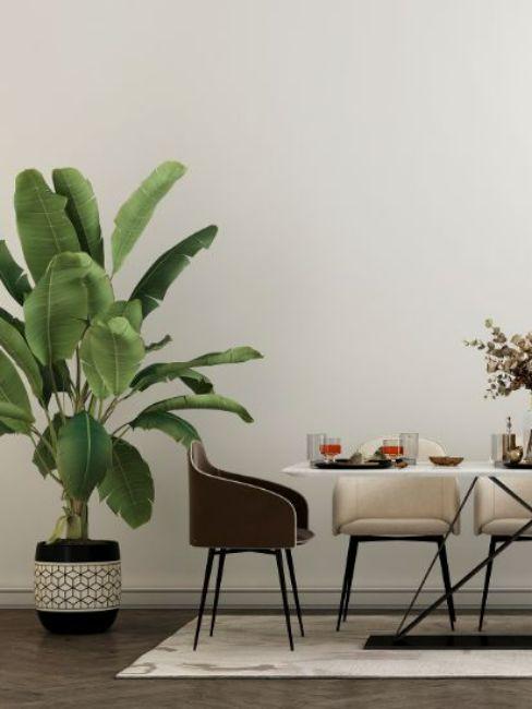 salon blanc avec bananier en pot