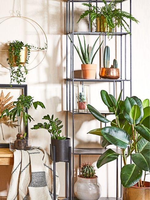 salon avec accumulation de plantes exotiques et asiatiques, salon style moderne
