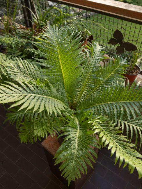 Blechnum sur balcon