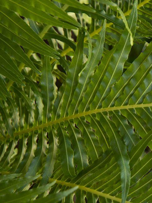 Blechnum tige nervures