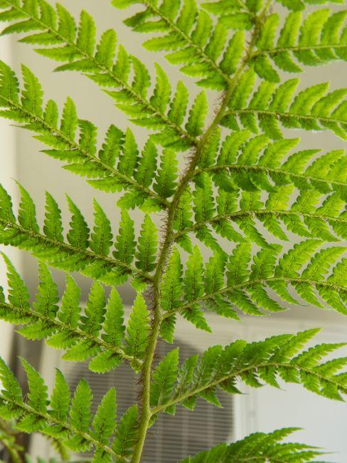 Cyathea spores tige nervures