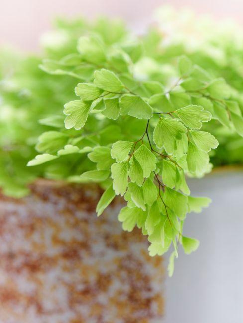 Adiantum cheveux venus feuilles