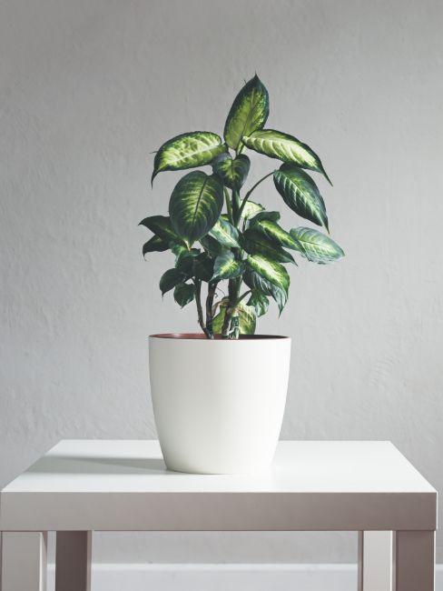 Plante d'ombre Dieffenbachia en pot blanc sur table blanche