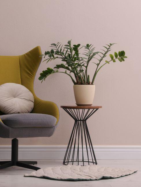 Plante d'ombre zamioculcas en pot sur table design