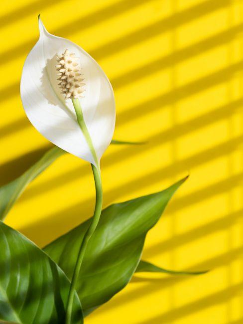 Spathiphyllum mur jaune