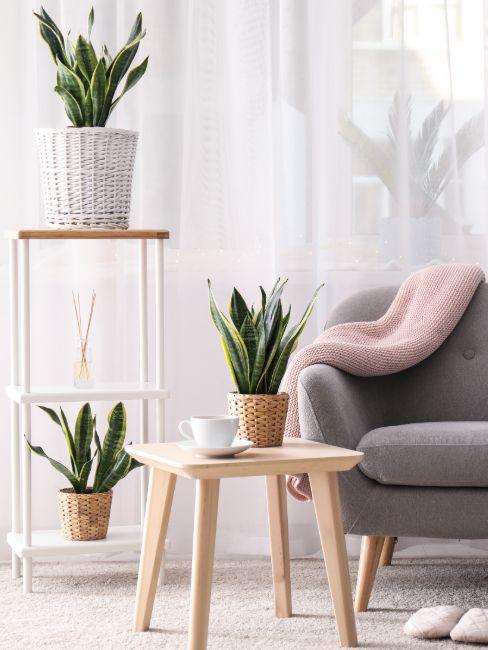 Sansevieria table basse tasse canapé gris panier osier