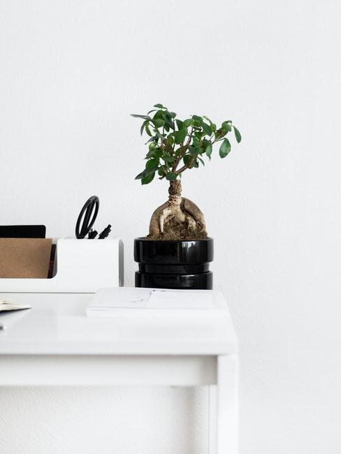 Bonsai